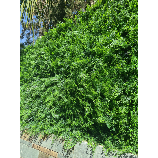 ATHENS Artificial Green Wall 1X1M | Green-wall| Image 3